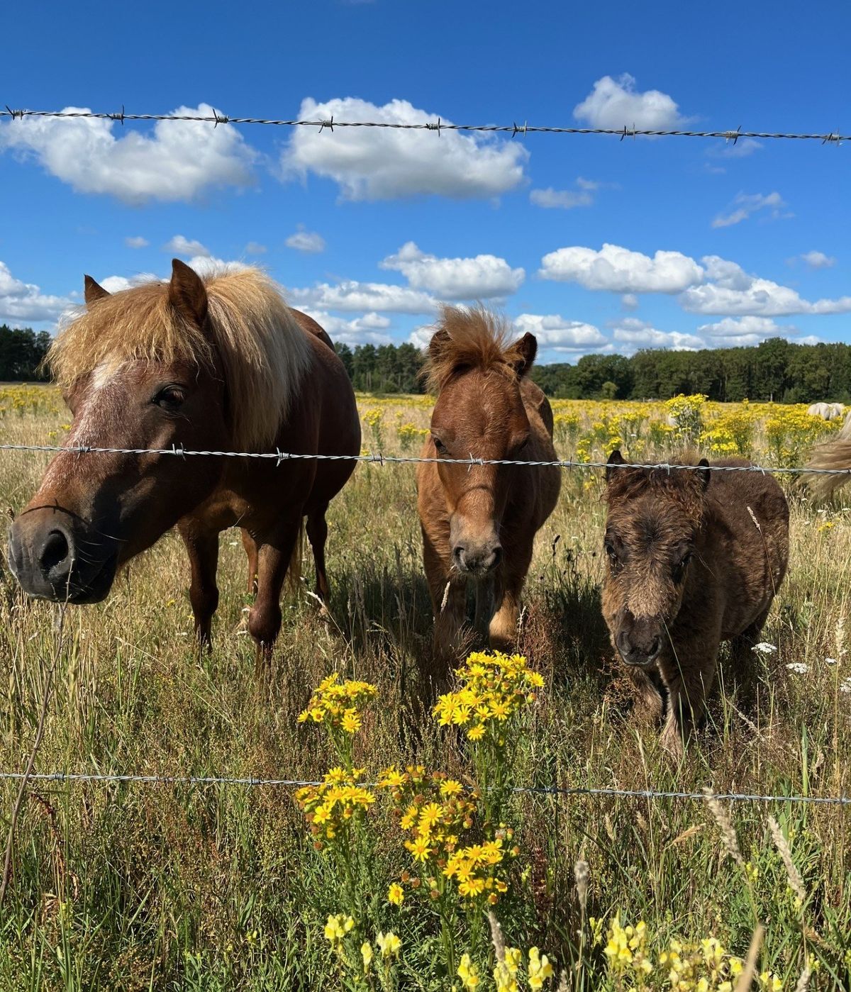 Pony's in de Groote Peel