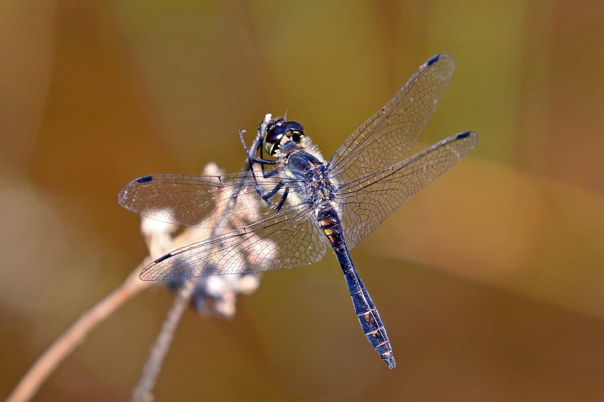 Zwarte heidelibel
