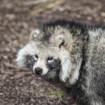 Wasbeerhond Istochphoto Com  Shaunwilkinson