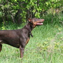 Couperen Hond