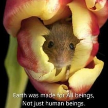 Muis in bloem