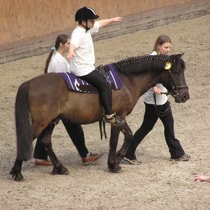 Animal assisted therapy