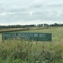 Boterbloem 3