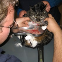 Dierenarts