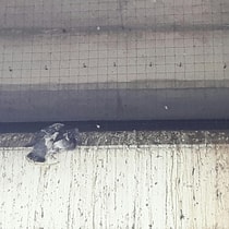 Duif onder metro Zuidplein Slinge