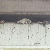 Duif onder metro Zuidplein en Slinge III