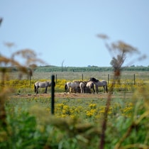 Foto OVP vangkraal House of Animals