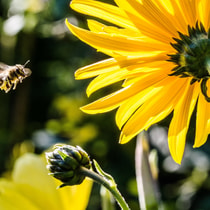Bee Bloom Blossom 63641