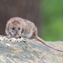 Brown Rat 2115585 1920