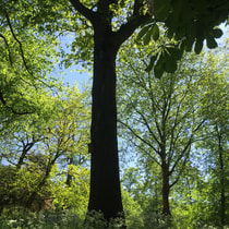 Catharijnesingel Zocherpark Voorjaar Groene Bomen Foto Maarten