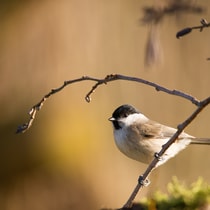 Vincent Van Zalinge 406038 Unsplash