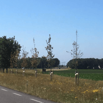 Jonge aanplant dood
