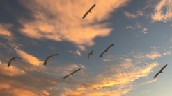 Trekvogels