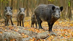 Zwijnen In Het Bos