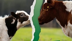 Moederdag actie moederkoeien