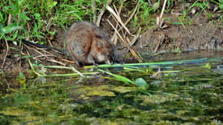 Muskusrat waterkonijn