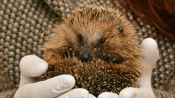 Hedgehog 2074143 1920
