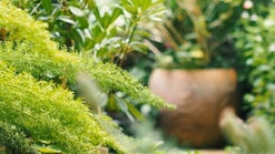 Kruidentuin tuin gezond