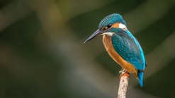 I Jsvogel partijvoordedieren drenthe