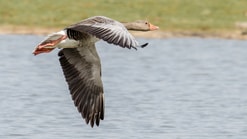 Grauwe gans in vlucht