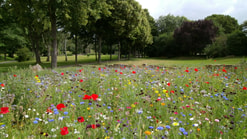 Bloemenveld