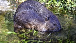 Bever in water