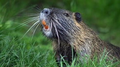 Bever