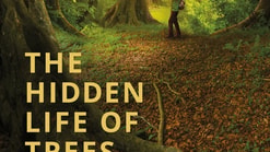 The Hidden Life of Trees