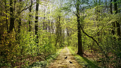 Bos natuur bospad
