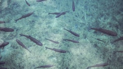 Fish 690227 1920