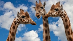 Giraffes 627031 1920