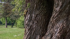 Klimaatboom