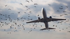 Vliegtuig vogels