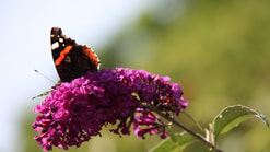 Vlinder 2