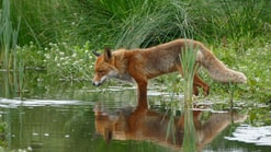 Vos Water