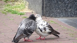 Duiven