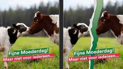 Moederdag actie tegen uitbuiting melkkoeien