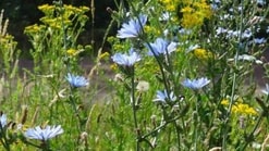 Wilde Bloemen