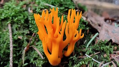 231021 Paddenstoelen wandeling 1000024523