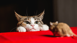 Meeting kat en muis