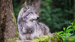 Wolf 2
