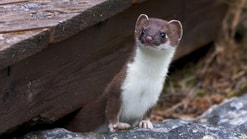 Weasel 3352109 1920