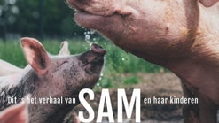 500x707 SAM poster
