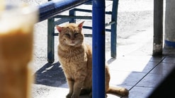 Pvd D cafekat