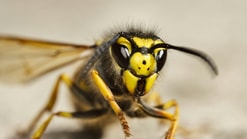 Gidlark Wer Er3 XEM44 unsplash
