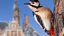 Specht Stadhuis Haarlem