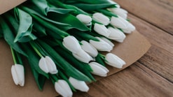 Tulpen bosje bloemen gif bloembollen gifvrij pesticiden landbouwgif bollenteelt