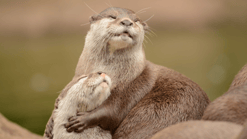 Otters