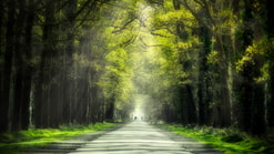 Bos gravenallee Almelo