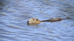 Zwemmende bever in de I Jssel